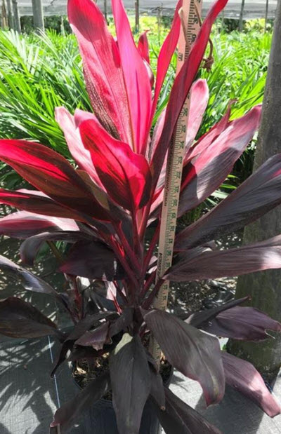 10" Cordyline Florica